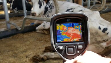 Photo of Dans les bâtiments nos vaches ont trop chaud