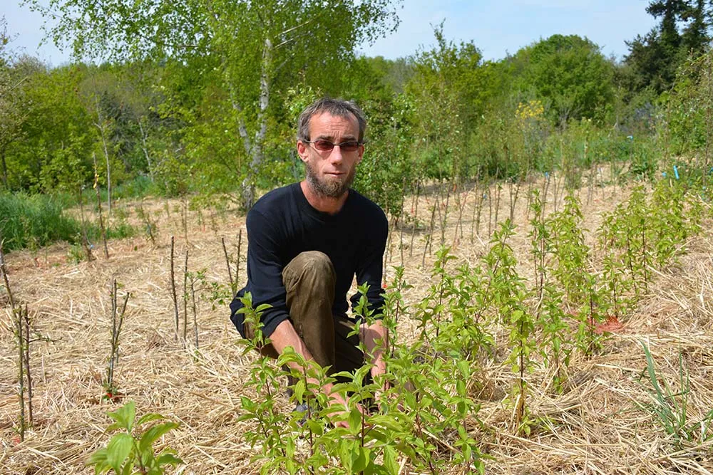 15900.hr - Illustration Une large gamme de jeunes plants d’arbres fruitiers