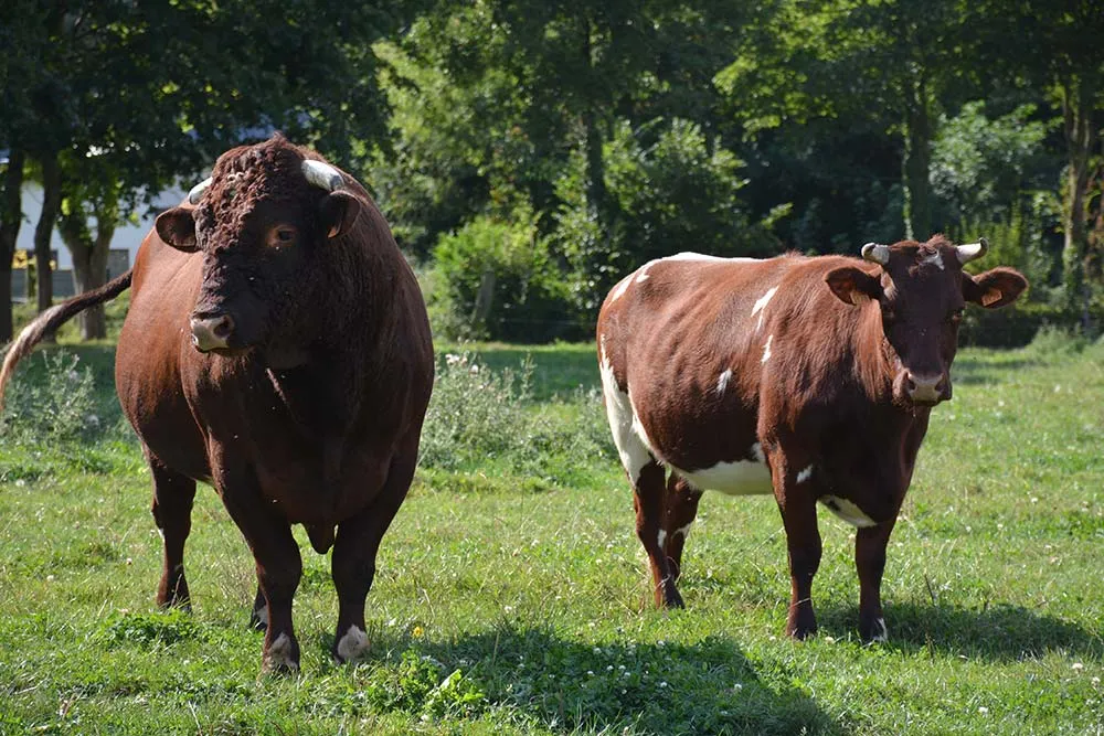 16008.hr - Illustration Un projet breton pour la préservation de la vache armoricaine