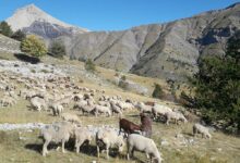 Photo of Avec ses chiens de troupeau, en estive