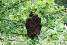 Photo of La récolte de printemps est terminée pour les apiculteurs bretons
