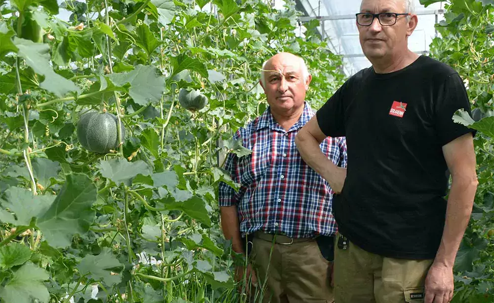 16241.hr|16242.hr - Illustration Melon et mini-pastèque valorisent la serre ancienne