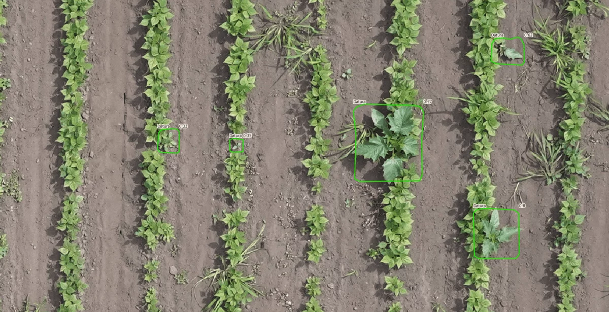 16467.hr - Illustration Les plantes indésirables détectées par drone