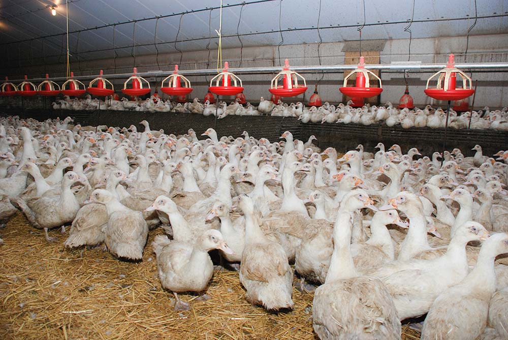 canards (3) - Illustration Renforcer la biosécurité et la surveillance