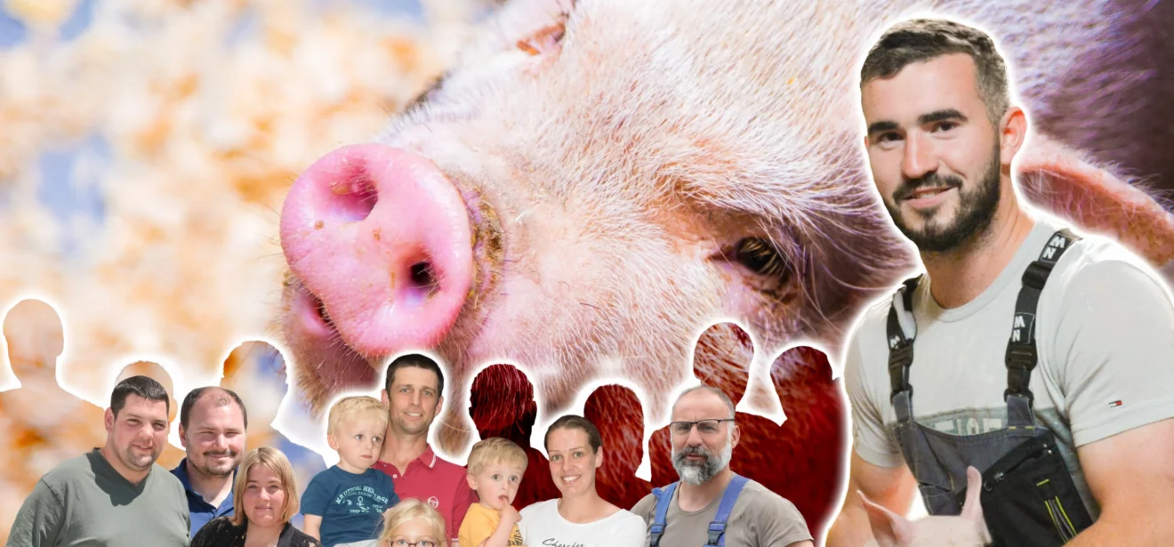 De nouveaux visages en porc - Illustration De nouveaux visages en porc