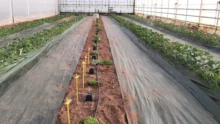 pot capter auxiliaires légumes