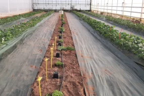 pot capter auxiliaires légumes