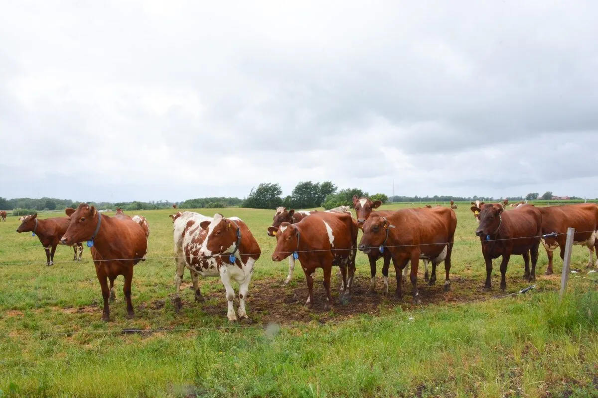 16929.hr - Illustration Voyage en Suède au pays de la Viking Red