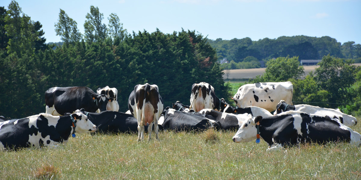 17019 hr light - Illustration « La Bretagne agricole sera toujours productive en 2070 »