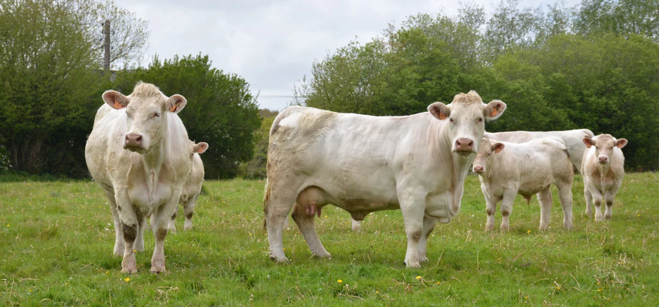 Vaches charolaises avec leurs veaux - Illustration La reproduction des vaches allaitantes fait la production