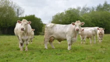 Vaches charolaises avec leurs veaux