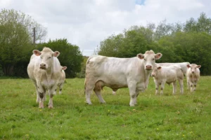 Vaches charolaises avec leurs veaux