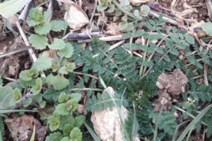 erodium feuilles cigues terresinovia