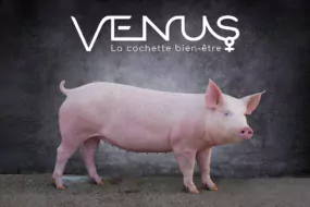 venus cochette axiom