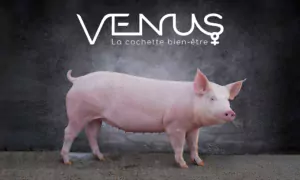 venus cochette axiom