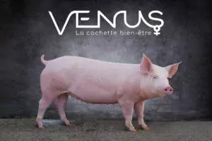 venus cochette axiom