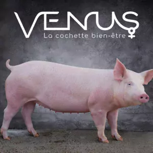 venus cochette axiom