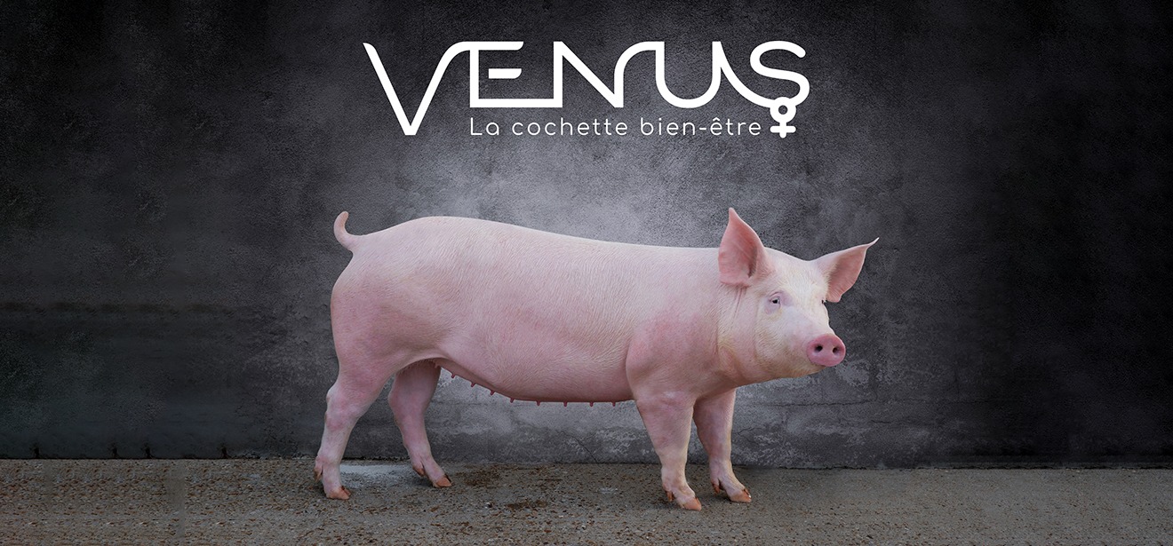 venus cochette axiom - Illustration Vénus : la cochette « bien-être » Axiom a fait ses preuves !