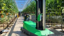 robot aisprid dans une serre de tomate light