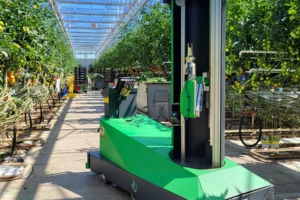 robot aisprid dans une serre de tomate light