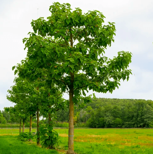 18973.hr - Illustration Le paulownia, arbre magique ?