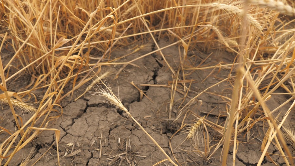 19248.hr - Illustration Réforme de l’assurance récolte : Vers une gestion modernisée des risques climatiques