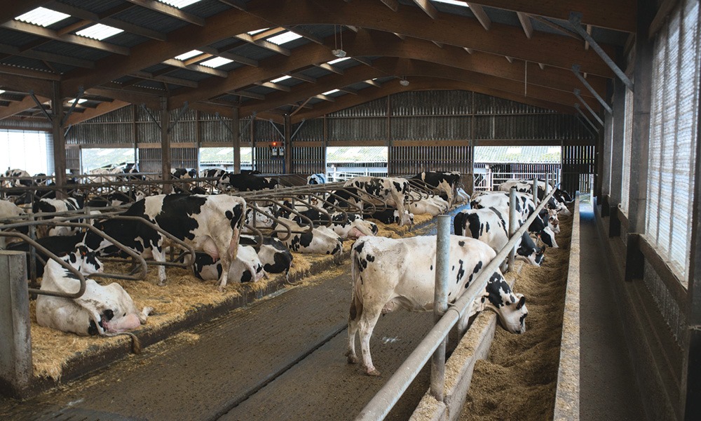 19382.hr - Illustration Le confort des vaches au cœur du projet