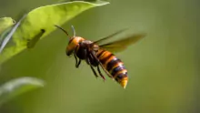 asian giant hornet 8335577 1920