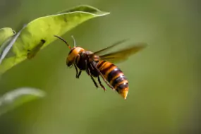 asian giant hornet 8335577 1920