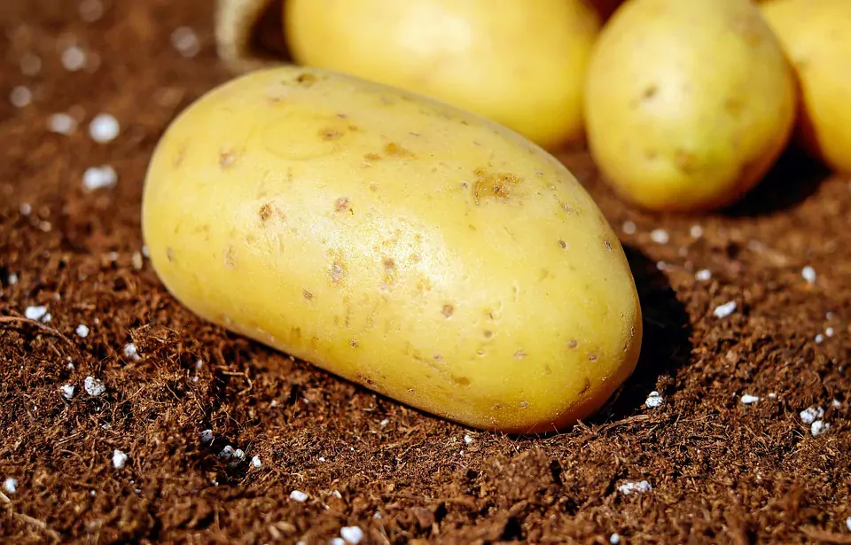 potatoes 1585057 960 720 - Illustration Pommes de terre: Gestion des plants en 2024, que faire ?