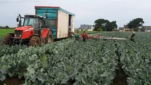 ramassage légumes en champ