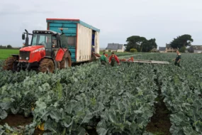 ramassage légumes en champ