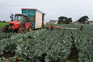 ramassage légumes en champ