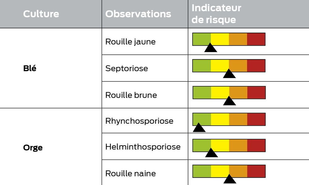 tableau bulletin du vegetal