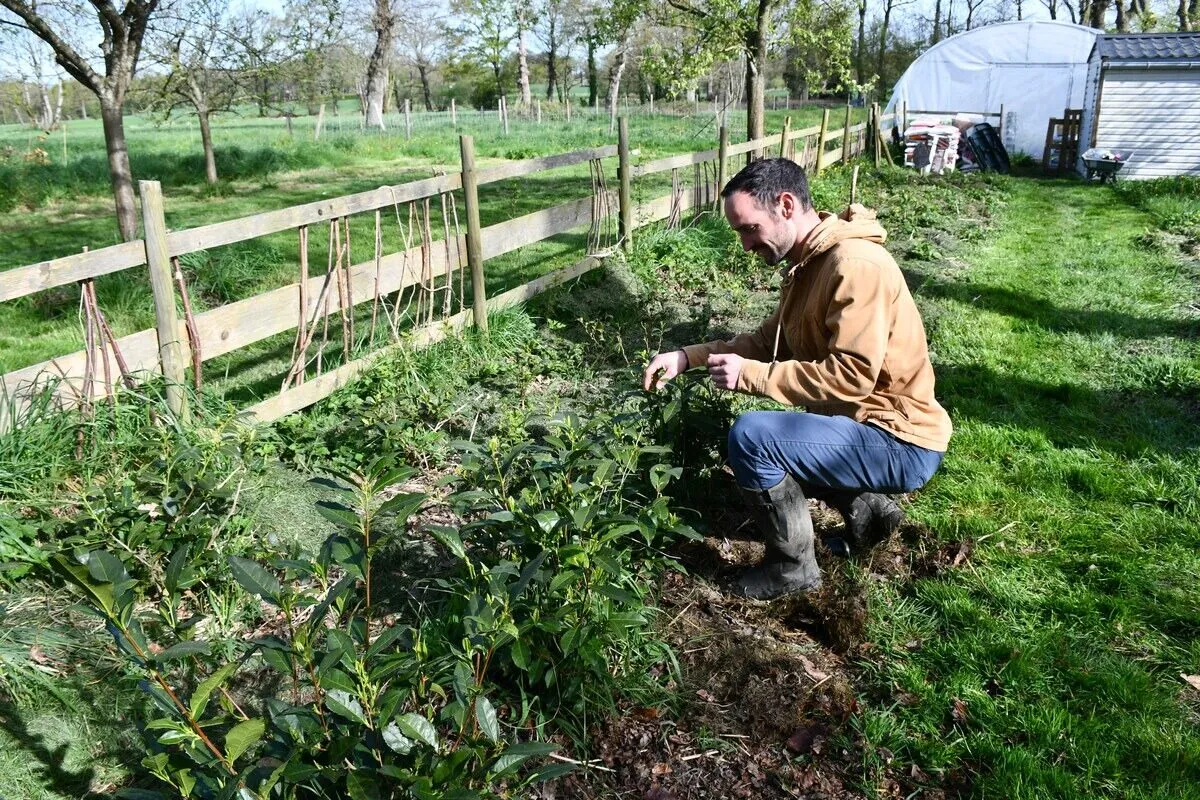 20007.hr - Illustration Des thés cultivés en agroforesterie