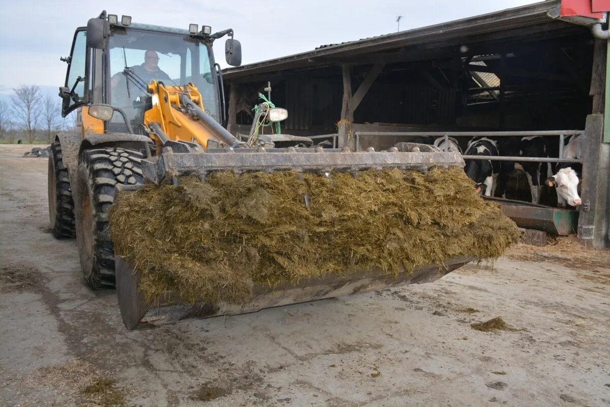 20115.hr - Illustration Une ration basée sur des ensilages de maïs et méteil