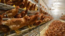 Poules pondeuses en volière