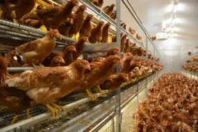 Poules pondeuses en volière