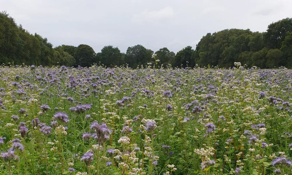 20361.hr recadre - Illustration Favoriser les pollinisateurs en bordure de parcelle