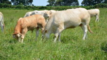 Blonde d'aquitaine dans un champ