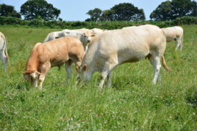 Blonde d'aquitaine dans un champ