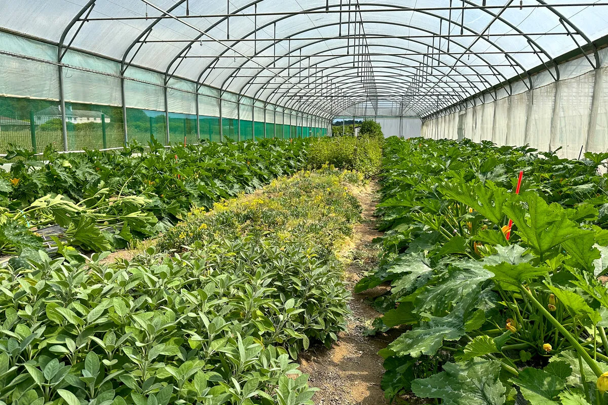 Plantes de service et plants de courgettes dans une serre - Illustration Des bandes fleuries en serre pour attirer les auxiliaires
