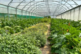 Plantes de service et plants de courgettes dans une serre