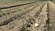 Huiles essentielles dans des bandes de poireaux