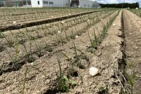 Huiles essentielles dans des bandes de poireaux