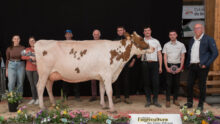 Des éleveurs autour de la Grande championne Pie Rouge Olympe P au salon agricole de Loudéac 2024