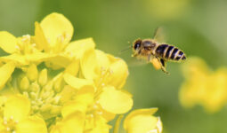 Abeille sur une fleur de colza