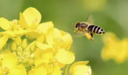 Abeille sur une fleur de colza