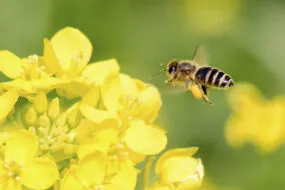 Abeille sur une fleur de colza
