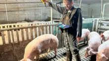 Éleveur de porc utilisant la solution de pesée optique OptiScan